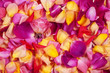 Rose petals. Abstract floral background.