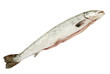Baby Salmon Isolated