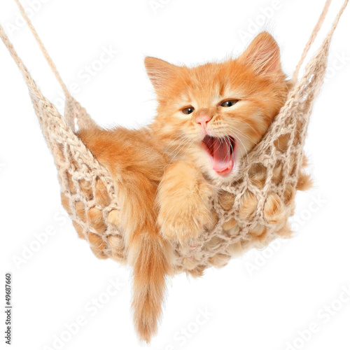  Cute red-haired kitten in hammock