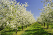 Blühende Obstbäume am Bodensee