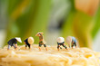 Peasants on noodle field