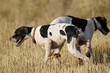 Hunting dogs