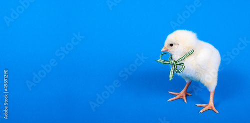 Photo: Küken Küken