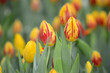 Tulpen