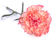 Carnation flower
