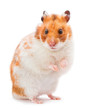 Photo: Brown hamster Brown hamster