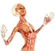 alien musculatory sytem close up body