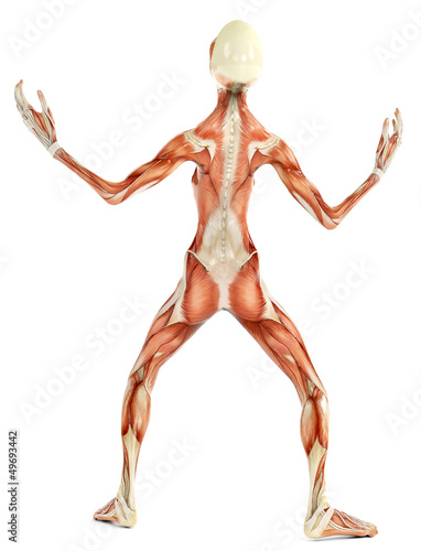 Illustration: alien musculatory sytem back view alien musculatory sytem back view