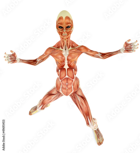 Illustration: alien musculatory sytem bird eye view alien musculatory sytem bird eye view
