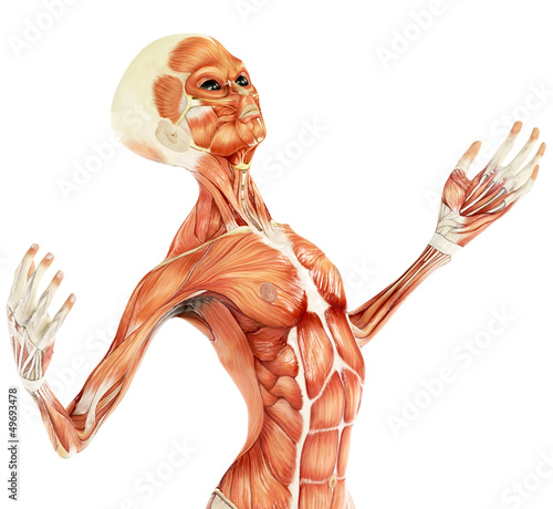 Illustration: alien musculatory sytem close up body alien musculatory sytem close up body