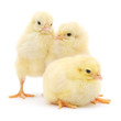 three cute chicks isolated on white