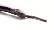 Eggplant on a white background
