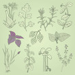 Herbs culinary hand drawn
