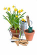 fleurs printanières en pot