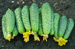 cucumbers in bulk