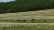 Herd of cattle grassing in a field of blooming daisies