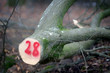 marking tree trunk