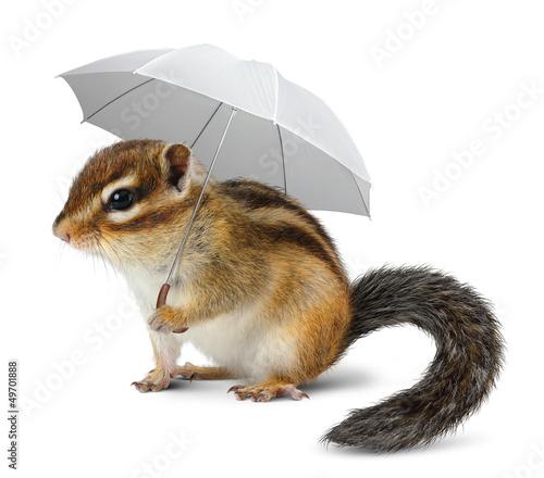 Photo: Funny chipmunk with umbrella on white Funny chipmunk with umbrella on white