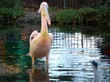 Pellicano