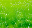 Dew drops on a spider web