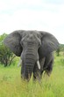 Elefant Steppe