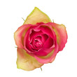 Rose vor weissem Hintergrund