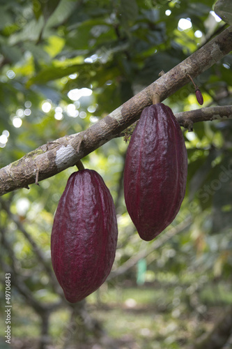 Photo: rote Kakaofrucht rote Kakaofrucht