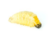 Wasp larvae..