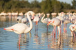Flamingos