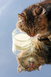 Foto: Eine junge Katze leckt an der Milch Eine junge Katze leckt an der Milch