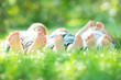 Family lying on green grass