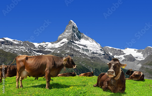 Photo: Cow in the Swiss Alps Cow in the Swiss Alps