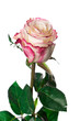 Rose isolated on white background