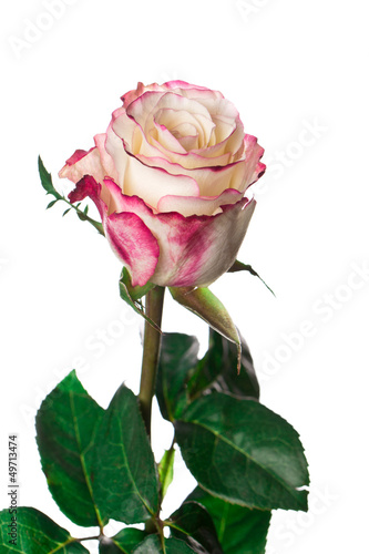 Photo: Rose isolated on white background Rose isolated on white background