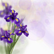 Greeting card with a bouquet of irises