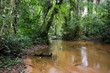 Inside the african rainforest III