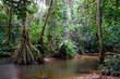Inside the african rainforest II
