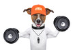 fitness dog