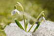 snowdrop