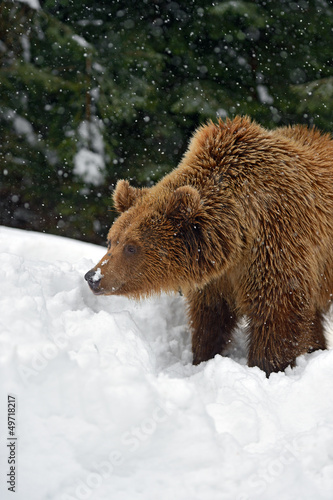 Photo: Brown bear Brown bear