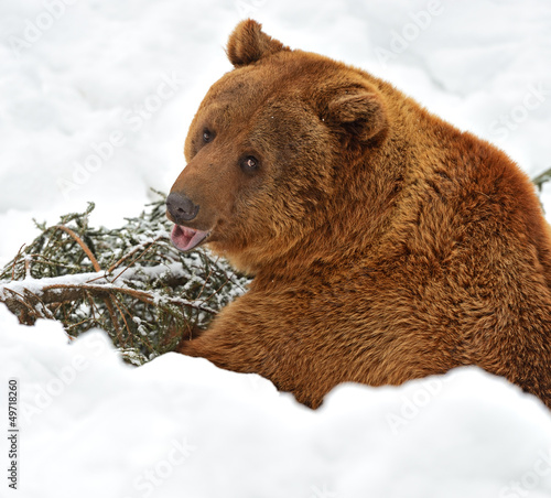 Photo: Brown bear Brown bear