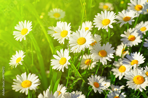 Photo: Daisy flower on green meadow Daisy flower on green meadow
