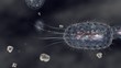 Bacterium