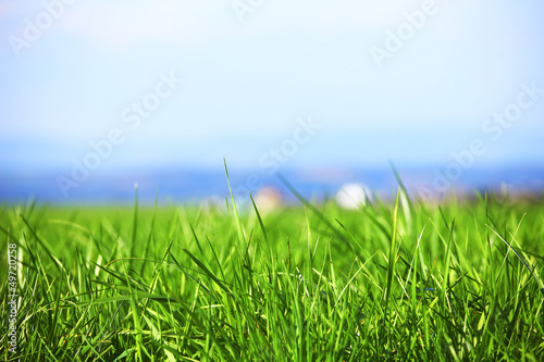Photo: green grass green grass