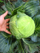 Photo: the hand and big head of ripe and green cabbage the hand and big head of ripe and green cabbage