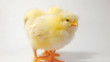 Crazy chicken dance