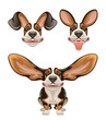 Funny dog