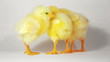 Three little chicken