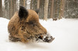 Wildschwein im Schnee