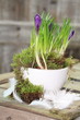 der Frühling naht